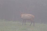 Elk - Boxley Valley - 1025
