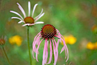 Eastern Purple Coneflower