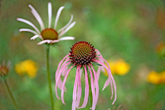 Eastern Purple Coneflower
