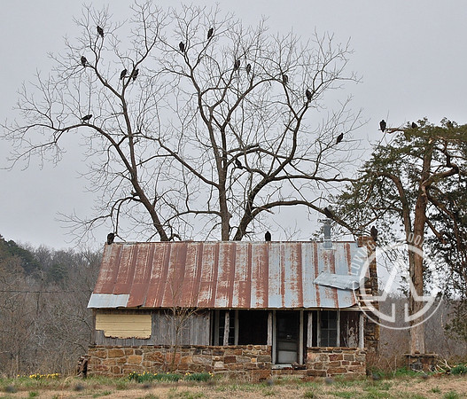 Buzzards Keeping Watch Old Farm House