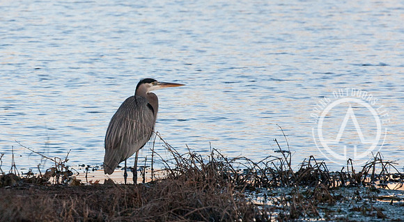 Great Blue Heron