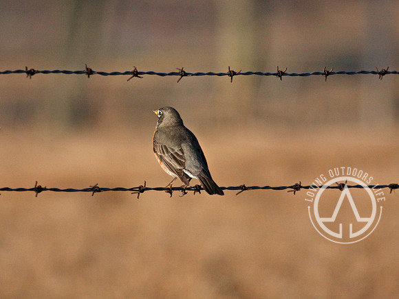 American Robin