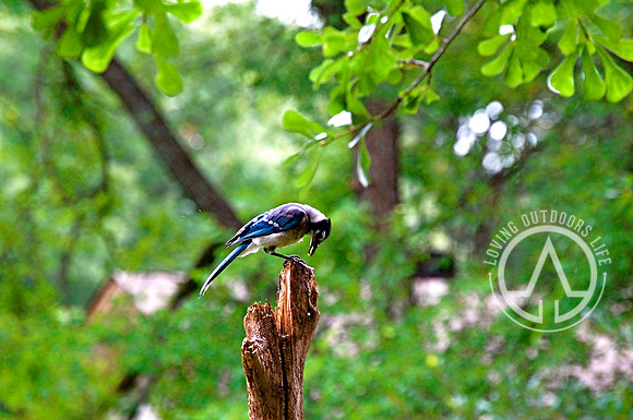 Blue Jay - Praying