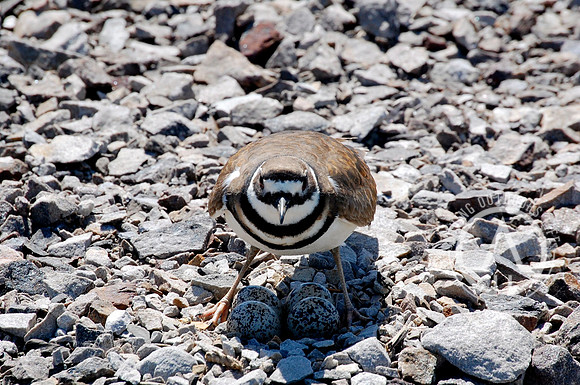 Killdeer - Protecting her Eggs
