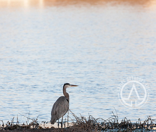 Great Blue Heron