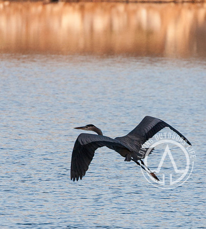 Great Blue Heron