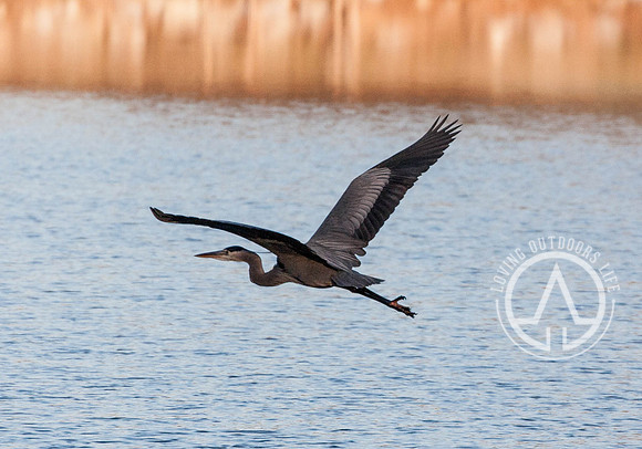 Great Blue Heron