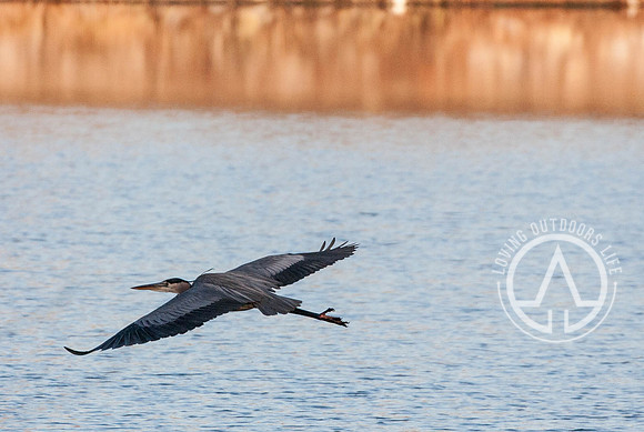 Great Blue Heron