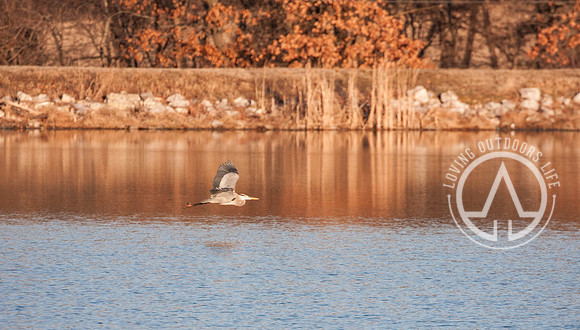 Great Blue Heron