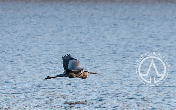 Great Blue Heron