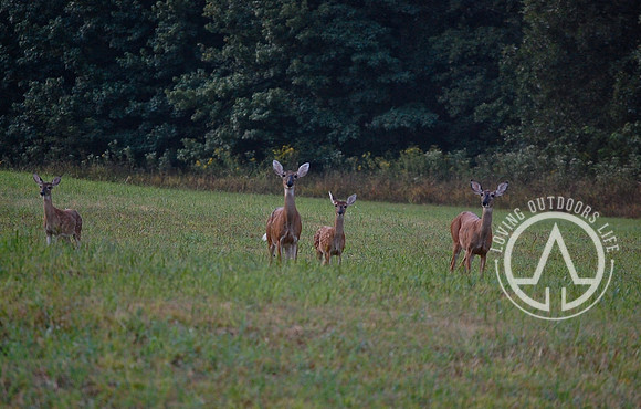 Family - Ears Up