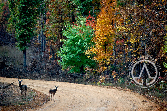 About to Cross the Road