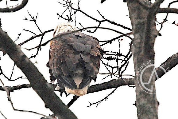 Close Up