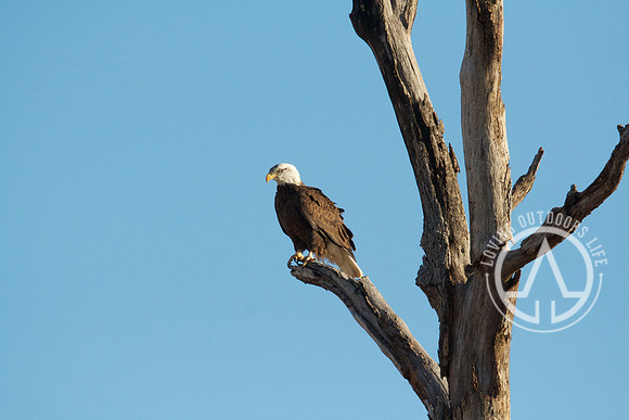 On the Lookout