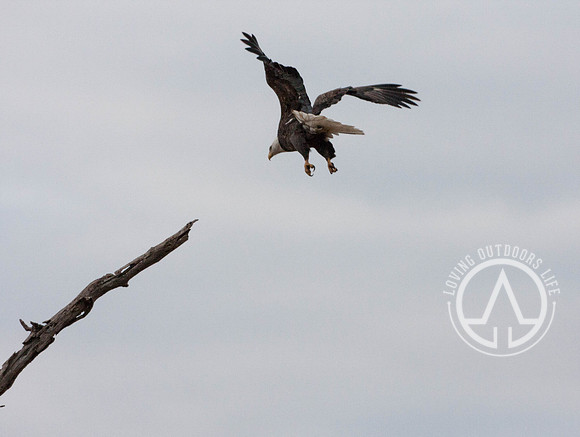 Focused Landing