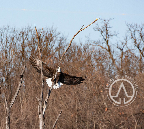 Wing Spread Landing