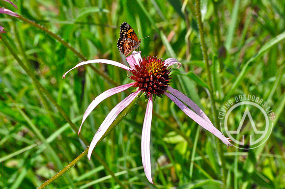 Eastern Purple Coneflower