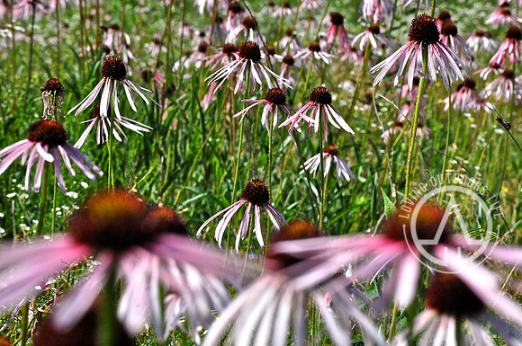 Eastern Purple Coneflower