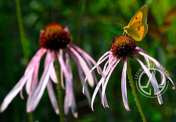 Eastern Purple Coneflower