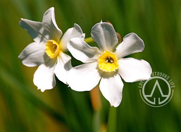 White Daffodil