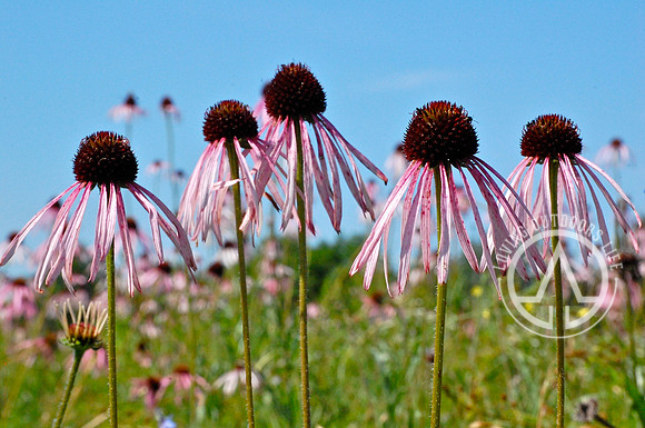 Eastern Purple Cornflower
