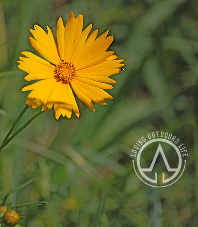 Lanceleaf Coreopsis