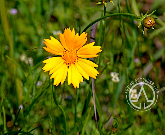 Lanceleaf Coreopsis