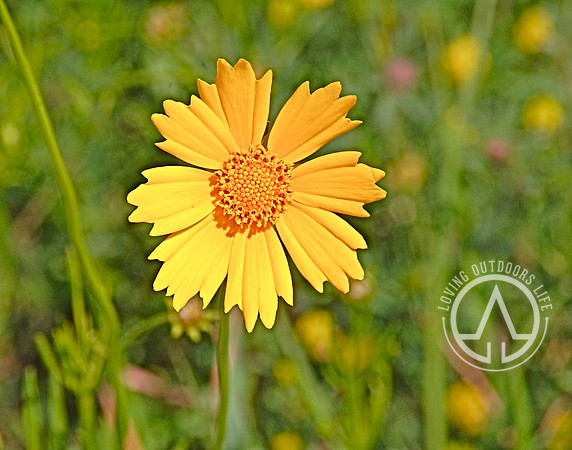 Lanceleaf Coreopsis