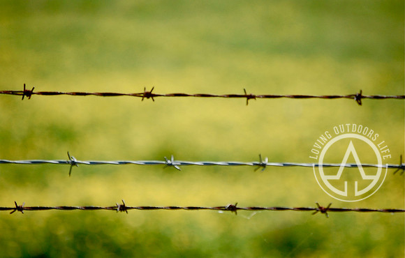 Barbed Wire with Wildflowers out of Focus
