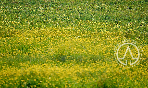 Wildflowers with Barbed Wire out of Focus