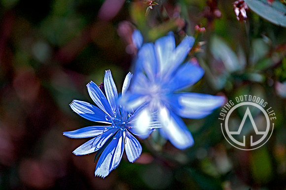 Blue Lettuce Aster