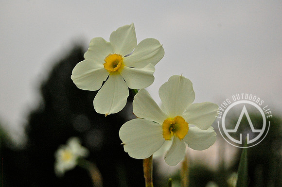 White Daffodil
