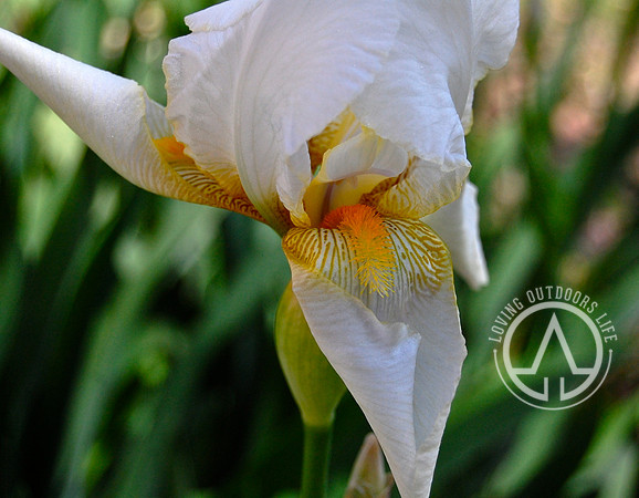 White Iris