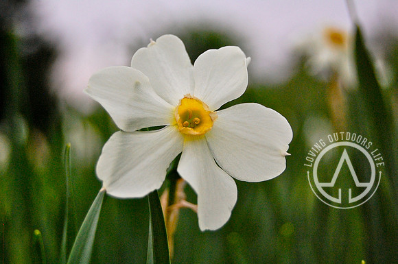 White Daffodil
