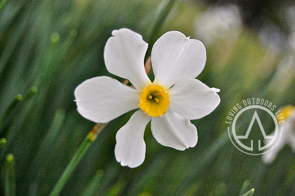 White Daffodil