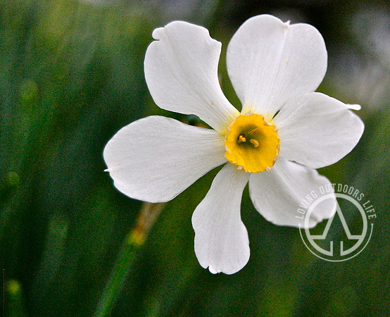White Daffodil