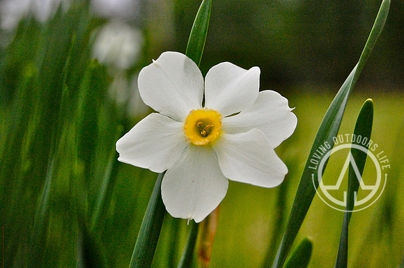 White Daffodil
