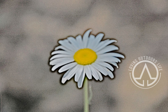 Shasta Daisy