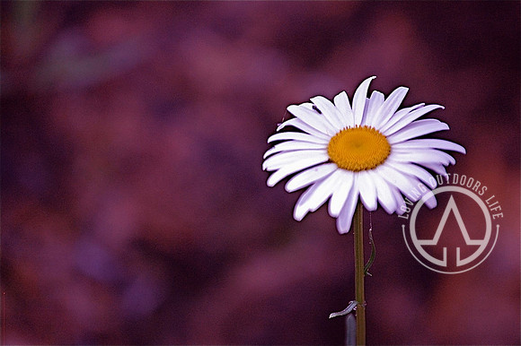 Shasta Daisy