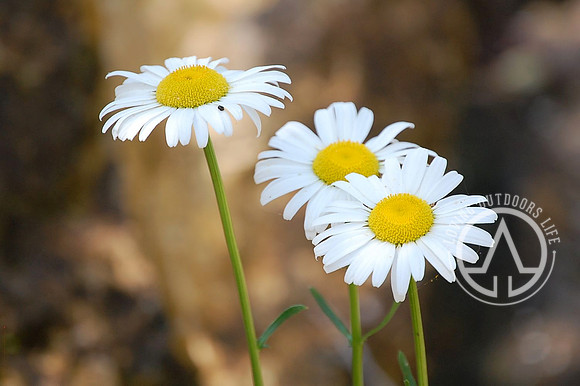 Shasta Daisy