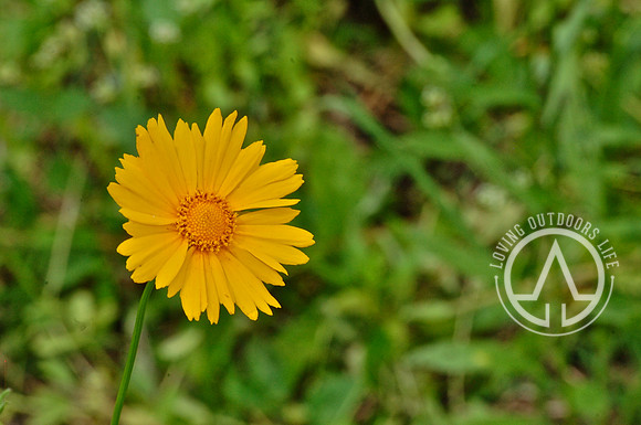 Lanceleaf Coreopsis