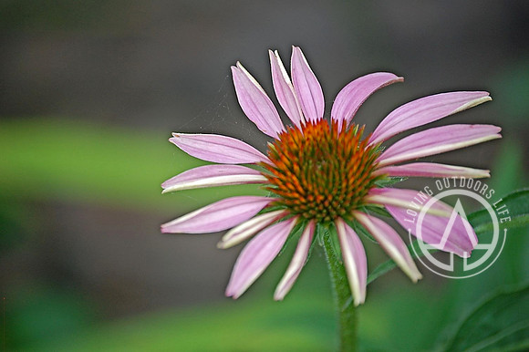 Eastern Purple Coneflower