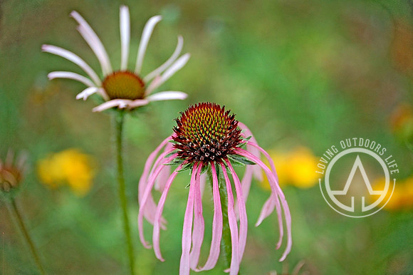 Eastern Purple Coneflower