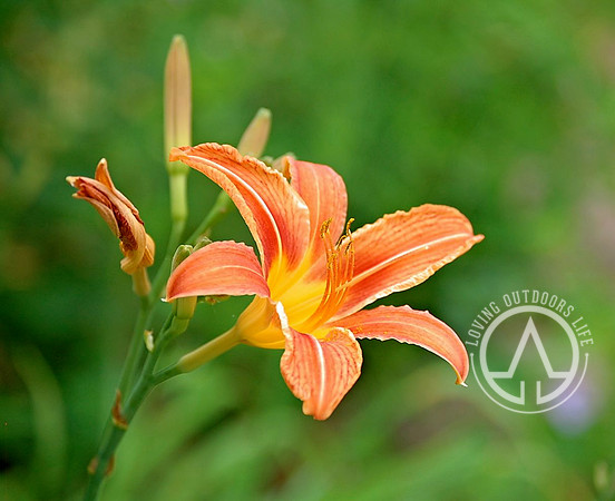 Common Day Lily