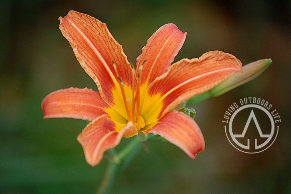 Common Day Lily