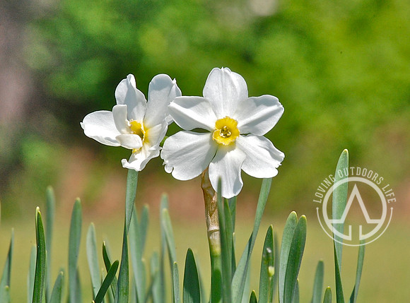 White Daffodil
