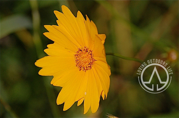 Lanceleaf Coreopsis