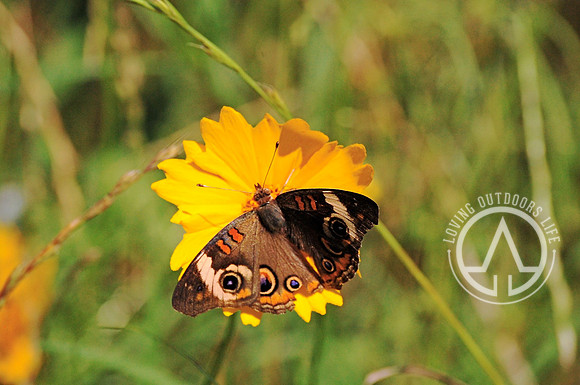 Lanceleaf Coreopsis