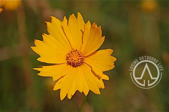 Lanceleaf Coreopsis