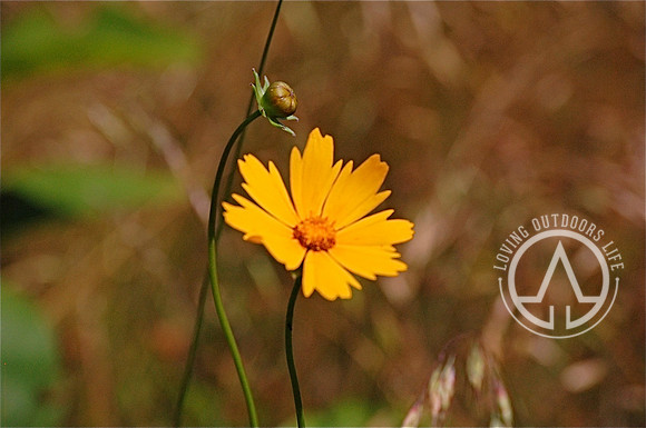 Lanceleaf Coreopsis